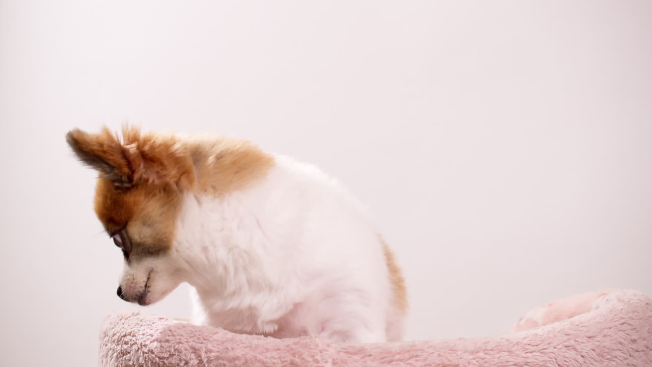 video filmado cerca de un perrito feliz, un cachorro acostado en una alfombra rosa con una pared rosa en el fondo