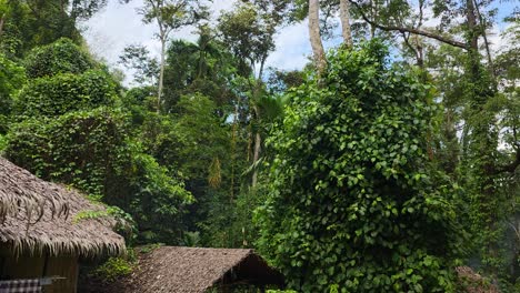 traditional thatched roofs are partially visible against a backdrop of dense, vibrant tropical foliage in the forest setting of the cultural village near kota kinabalu, malaysia.