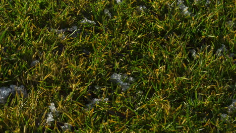 snow melts on green grass. the coming of spring . timelapse video