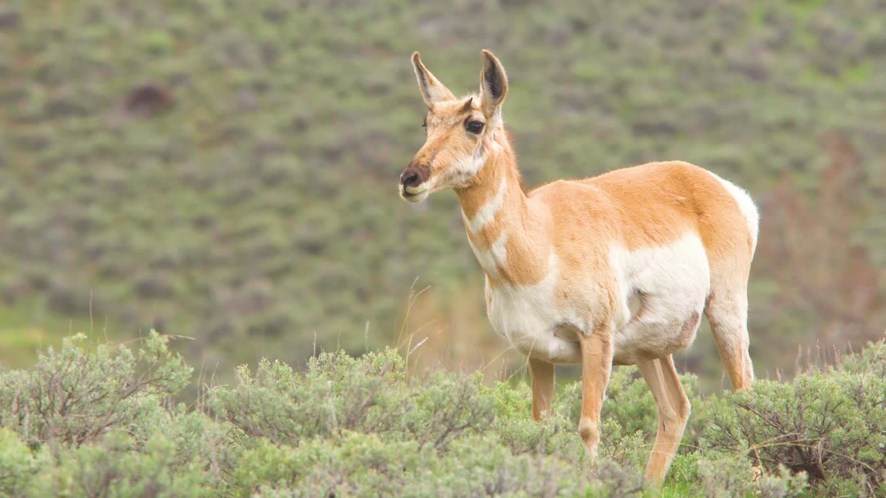 berrendo pastando y levantando la cabeza de cerca