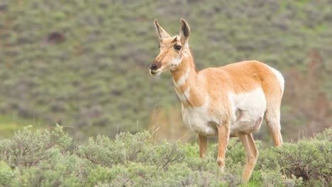 pronghorn-grazing-and-lifting-head-closeup