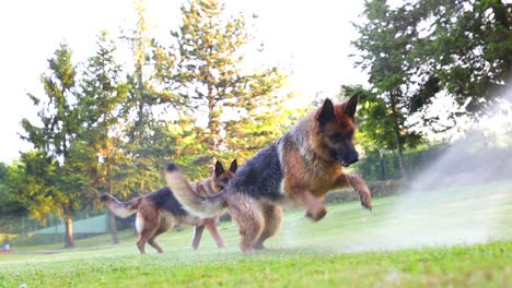 cinematic slow motion shot of two sheperd dogs playing with water coming from the garden hose, dogs, slomo