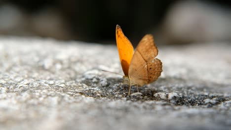butterfly waving wings, close-up