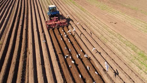 los pájaros hambrientos están volando detrás del tractor, y comen grano de la tierra cultivable.