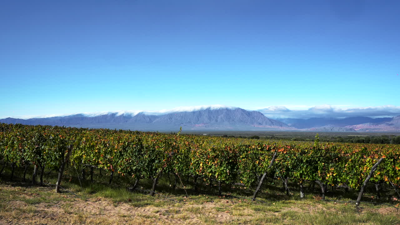 imágenes de time-lapse de viñedos en cafayate, salta, argentina, en un hermoso día soleado con nubes dispersas