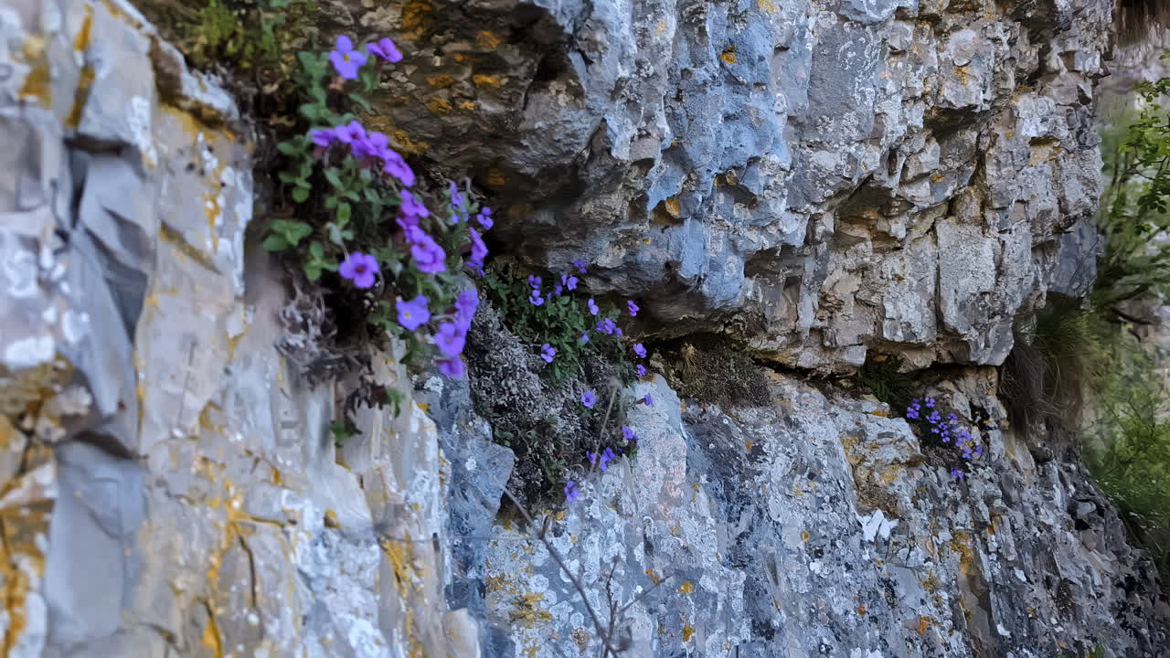 Slow motion landscape view of purple wildflowers and vegetation growing out of rock stone wall formation in nature national park forest wilderness in Latvia Europe outdoors hiking trails environment