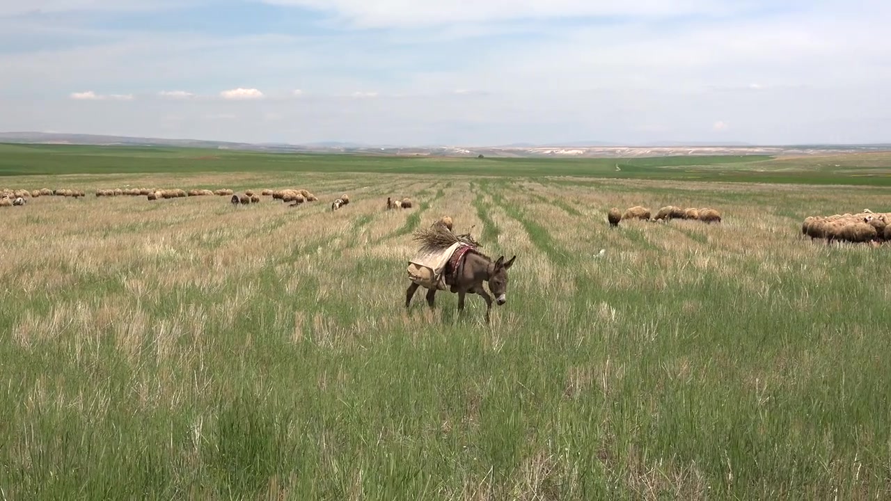 Âne portant une charge dans un champ herbeux avec des moutons au pâturage