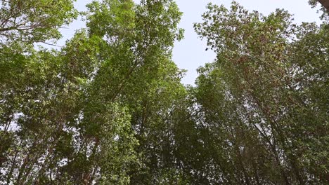 árboles-Conocarpus-En-Dubai-En-Los-Emiratos-árabes-Unidos