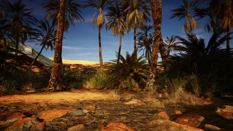 palmeras en un oasis del desierto