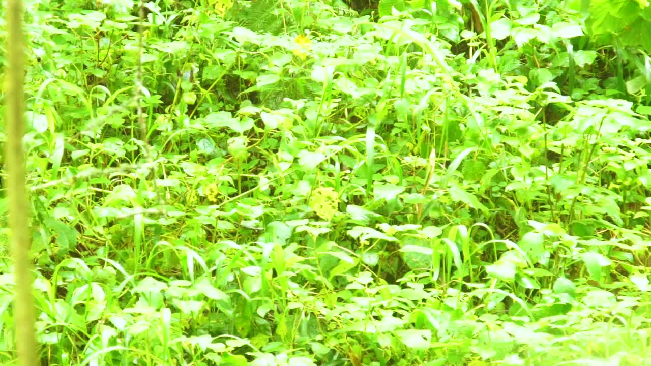 Gorilla di montagna che mangia vegetazione al rallentatore nella foresta pluviale di Virunga in Uganda.