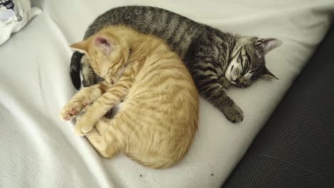 tom-kitten cleaning himself next to sleeping cat, hd