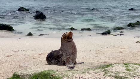 León-Marino-De-Galápagos-En-Peligro-De-Extinción-En-La-Playa-De-San-Cristóbal,-Isla-Galápagos,-Ecuador