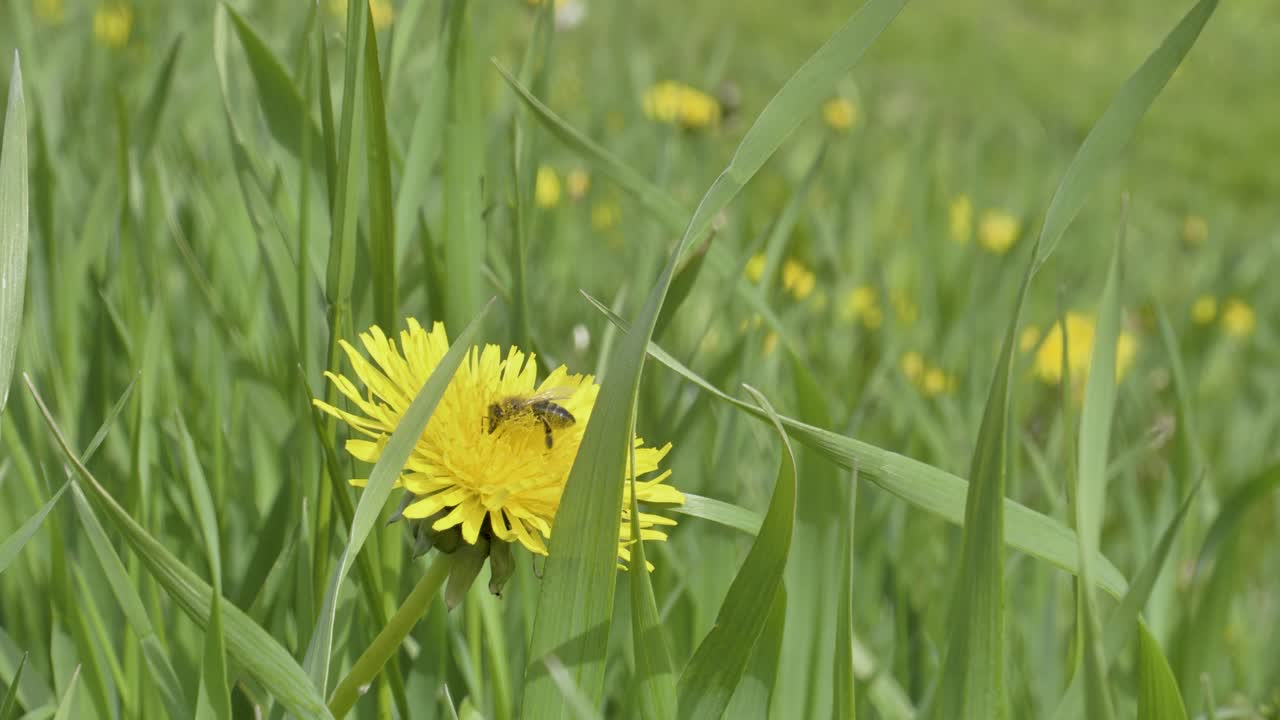 Un'ape raccoglie nettare su un tarassaco giallo