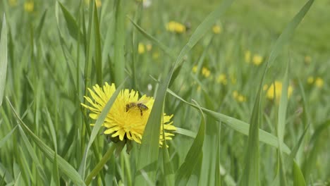 Una-Abeja-Recoge-Néctar-En-Un-Diente-De-León-Amarillo