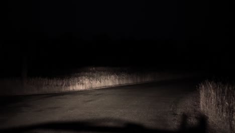 Spooky-evening-drive-in-the-dark