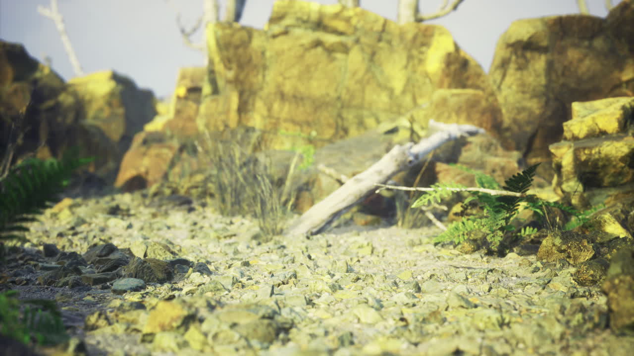Rocky terrain featuring dry vegetation and scattered stones during a clear day