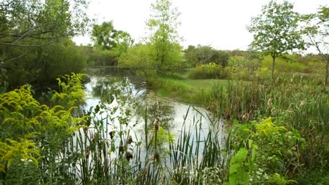 small pond with cattails along the edge