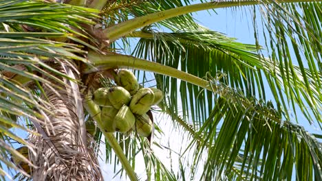 vista inferior de los cocos