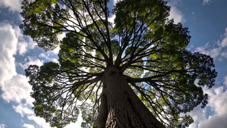 large tree canopy with sunlight