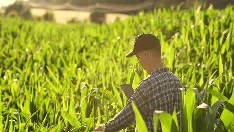 el agricultor moderno en su camisa y gorra de béisbol con una tableta en las manos de la mano toca las hojas de maíz en el campo al atardecer analizando el estado de la cosecha y la salud de las plantas.