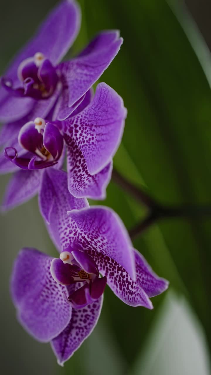 Video ravvicinato di vivaci orchidee viola, ripreso da un'angolazione laterale, che evidenzia i petali delicati.