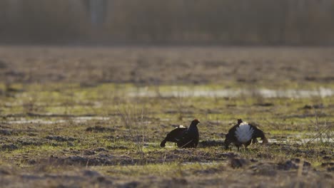 Black-grouse-breeding-lek-fight-in-early-morning