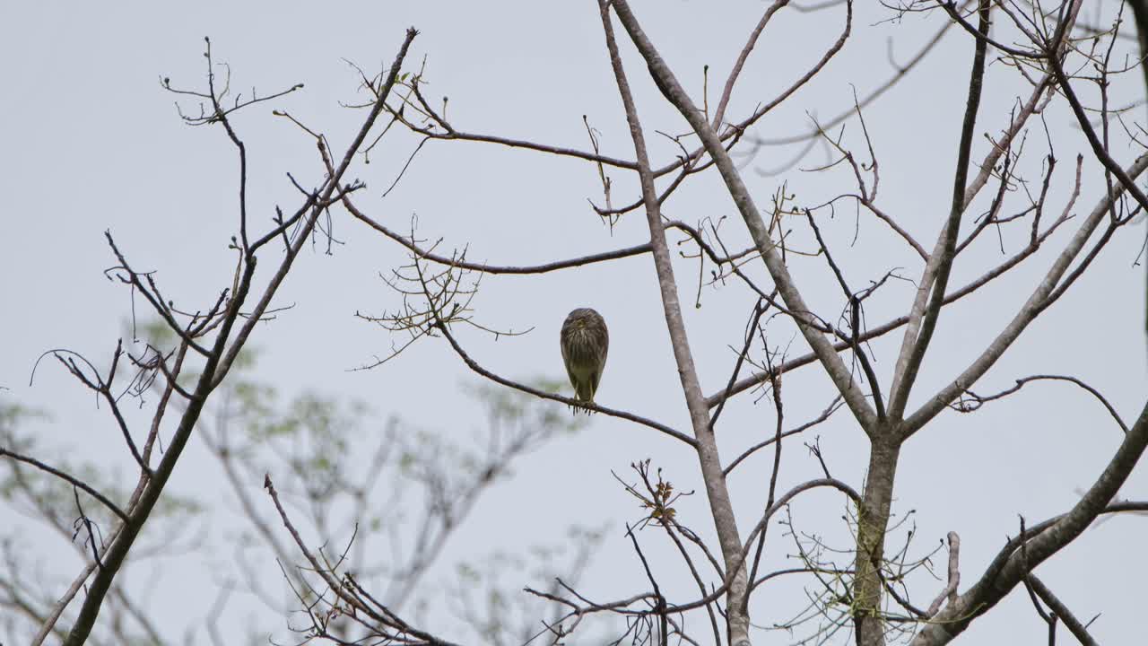 mirando a la izquierda y alrededor esperando el anochecer, estanque chino heron ardeola bacchus, parque nacional kaeng krachan, tailandia