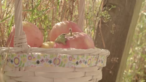 basket of fresh ripe red apples hanging in countryside rural background