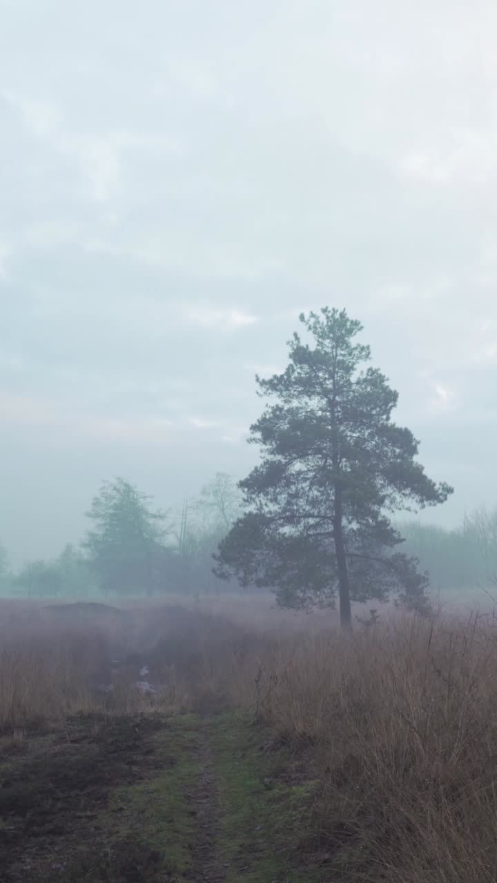 소나무 가 있는 안개 가 가득 한 아침 풍경