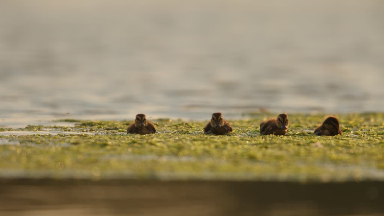 fotografía de cerca de una pequeña familia de patitos nadando y vadeando a través de densas algas