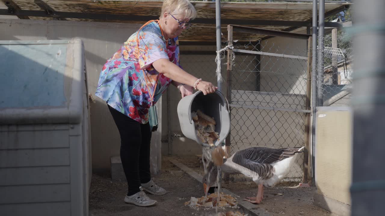 A person placing food on the ground for a Toulouse goose to eat, capturing a hands-on farming moment. A peaceful scene of feeding and care in a rustic farm environment.