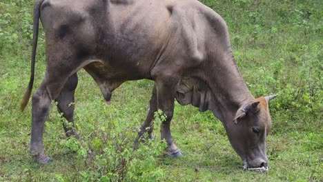 vaca pastando en un campo