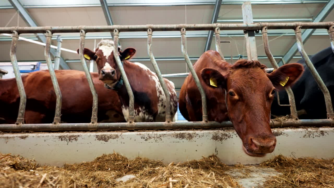 Norwegian Red Dairy Cows Feeding On Silage At Cowshed. low angle, sliding shot