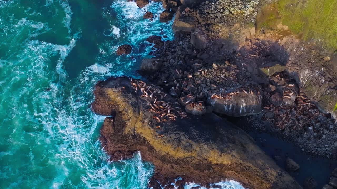 Decending Aerial View of Sea Lions Resting on Coastal Rocks Along the Oregon Cliffside