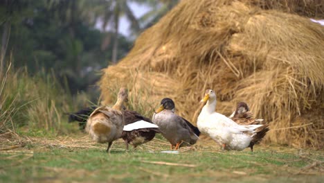 Village-ducks-are-sitting-in-the-sun