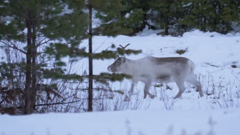 sami reindeer herd crossing through thick snow amidst nordic forest, in lapland, sweden - tracking medium shot