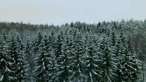 Luftaufnahme-Der-Dunklen-Winterszene-Des-Kalten,-Schneebedeckten,-Abgelegenen-Waldes-Im-Norden-An-Bewölktem-Tag