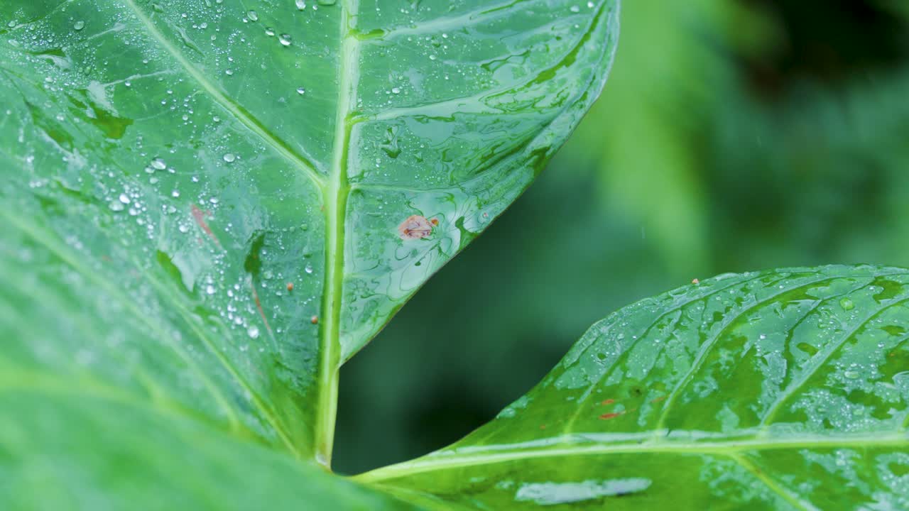 Raindrops fall on vibrant rainforest leaf, macro view, natural light, shallow depth of field