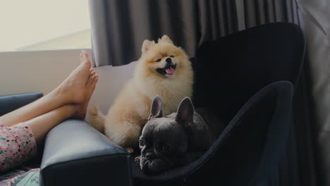 pomeranian and frenchie dogs relaxing on sofa