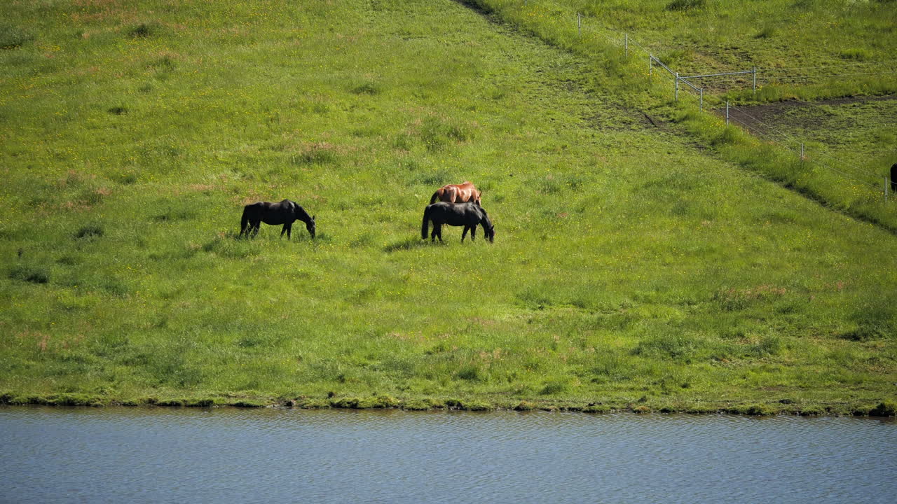 hermosos caballos distantes en un prado verde y exuberante