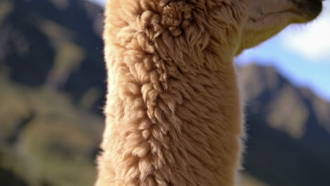 close-up of an alpaca in the mountains