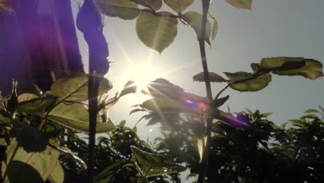 Rosebush-growing-in-garden-as-sun-is-setting