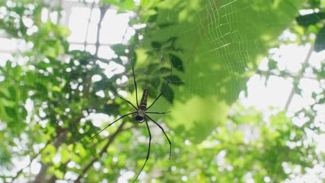 Hermosa-Araña-Y-Telaraña-En-La-Naturaleza