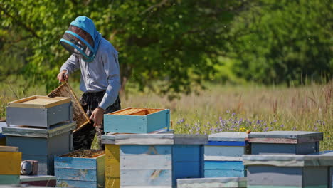 beekeeping process. apiarist in safety hat looks after bees on honeycomb on apiary. blue and yellow wooden beehives on green nature background.