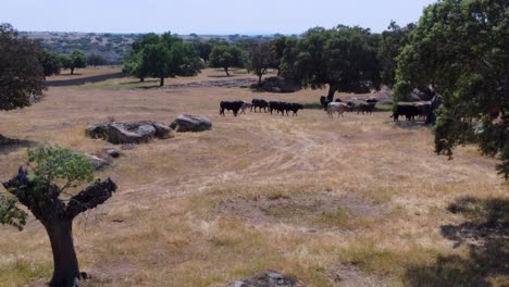 granja de toros vista desde el aire