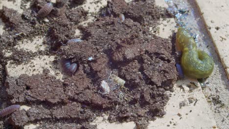 close up of creepy crawly bugs