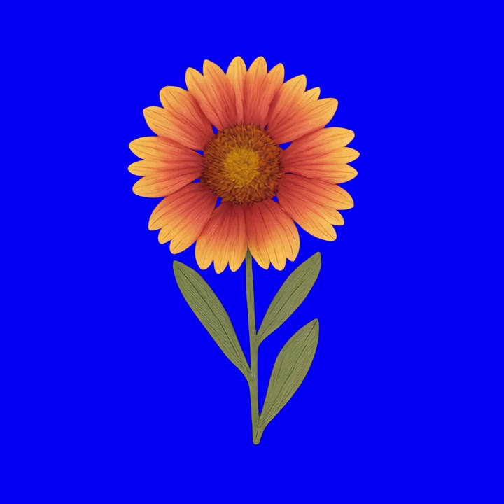 Einzelne Gaillardia-Blume isoliert auf einem leuchtend blauen Hintergrund