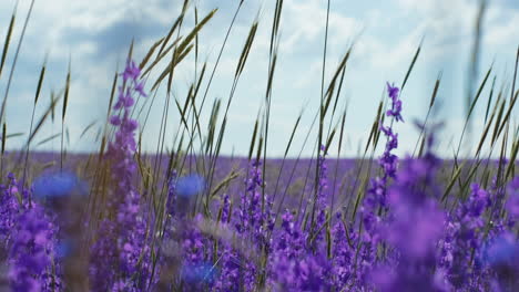 close-up shot of purple flower field k