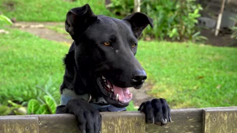 Friendly-black-dog-looks-over-wooden-fence,-barks,-close-up-of-face