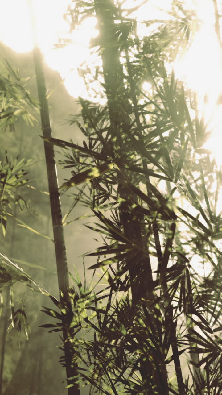 La luce del sole filtra attraverso una fitta foresta di bambù in un ambiente tranquillo